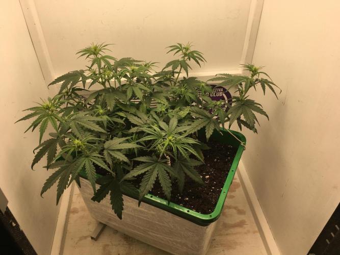 Wedding Cake Auto. Week 5