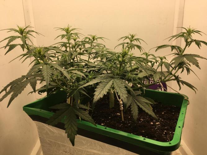 Wedding Cake Auto. Week 5