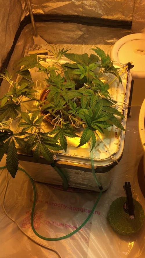 Strawberry Chemdawg OG