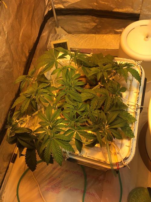 Strawberry Chemdawg OG. Week 5