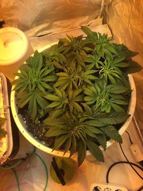 Strawberry Chemdawg OG. Week 5