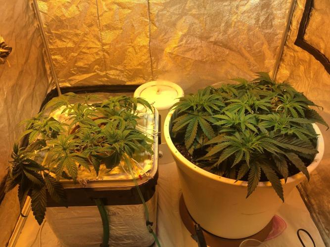 Strawberry Chemdawg OG. Week 5