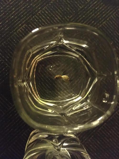 SBA GCA AUTO. Week 0