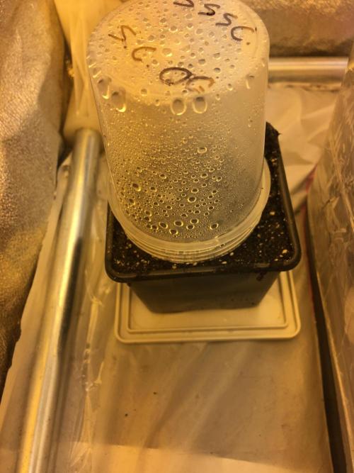 StrawberryBanana GorillaCookies AUTO. Week 0 - Gorilla Cookies