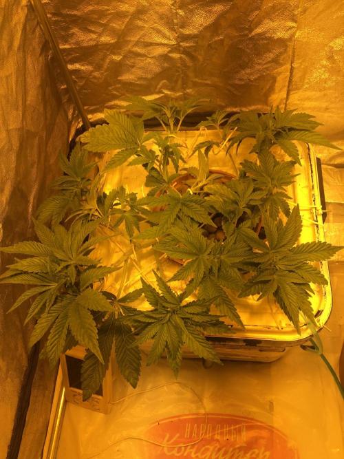 Strawberry Chemdawg OG. Week 6