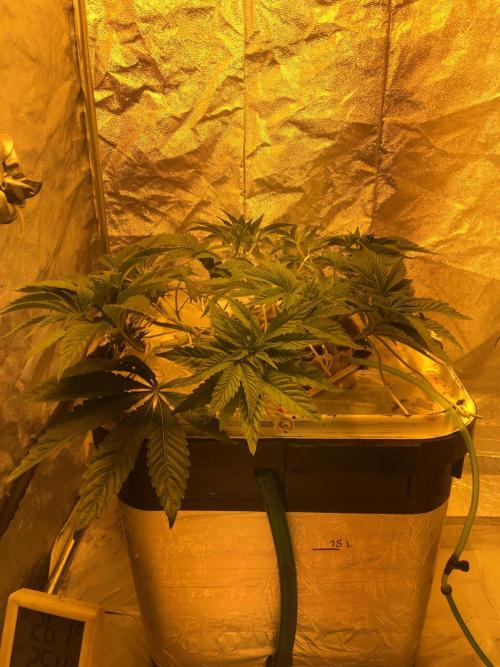 Strawberry Chemdawg OG. Week 6