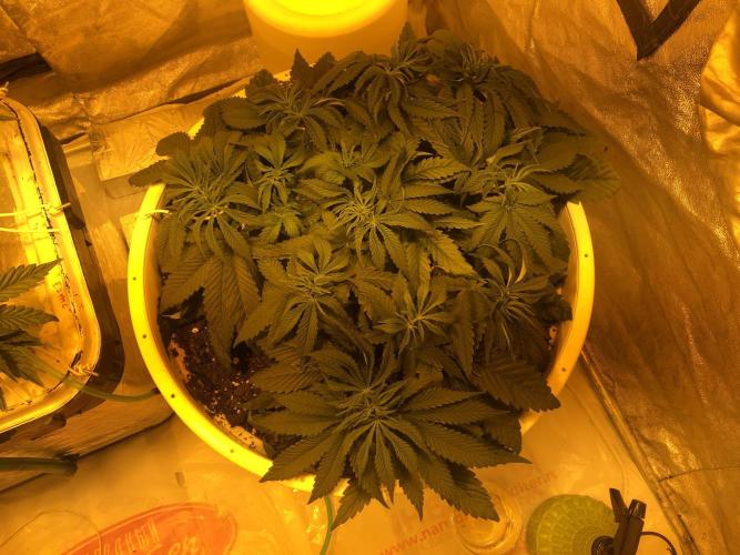 Strawberry Chemdawg OG. Week 6