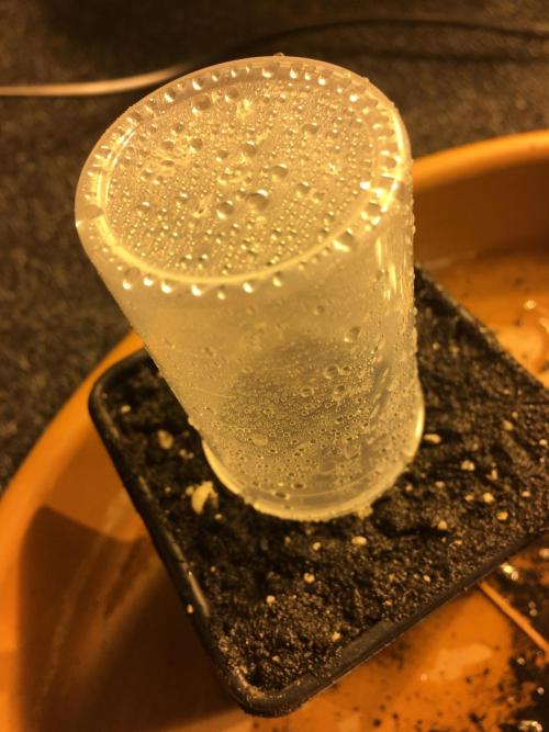 StrawberryBanana GorillaCookies AUTO. Week 0