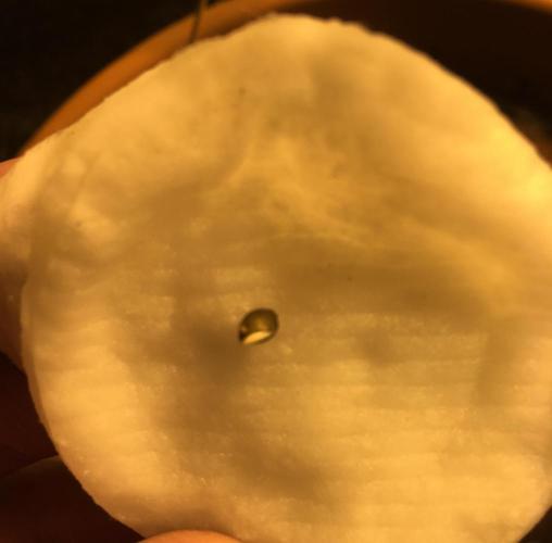 StrawberryBanana GorillaCookies AUTO. Week 0 - Strawberry Banana