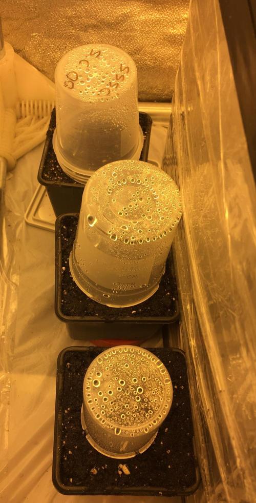 StrawberryBanana GorillaCookies AUTO. Week 0