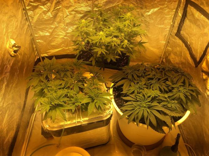 Strawberry Chemdawg OG. Week 6