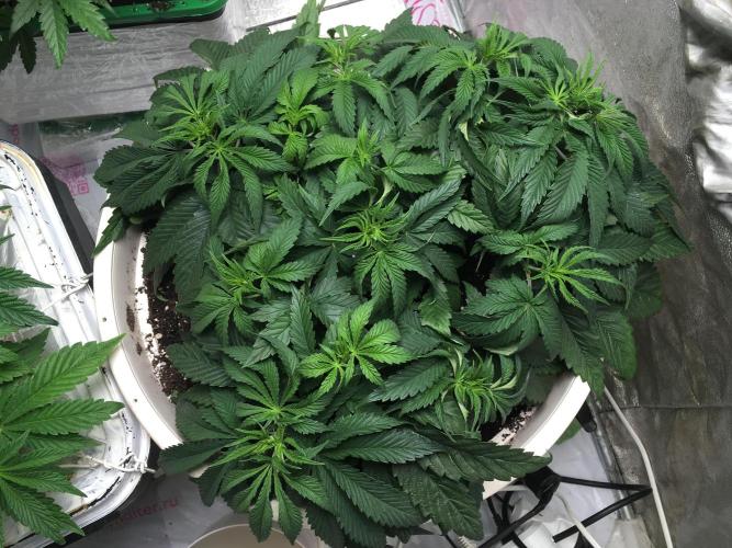 Strawberry Chemdawg OG. Week 6