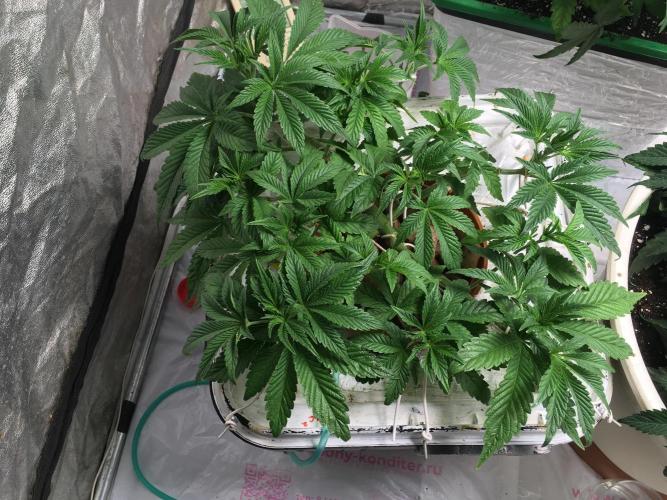 Strawberry Chemdawg OG. Week 6