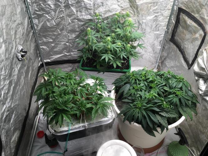 Strawberry Chemdawg OG. Week 6