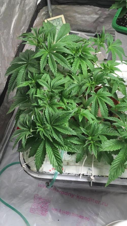 Strawberry Chemdawg OG