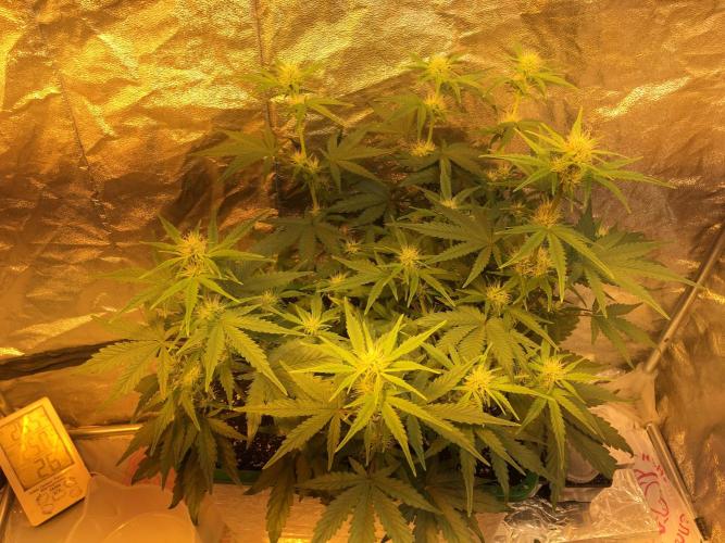 Wedding Cake Auto. Week 6