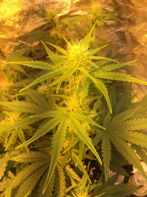 Wedding Cake Auto. Week 6