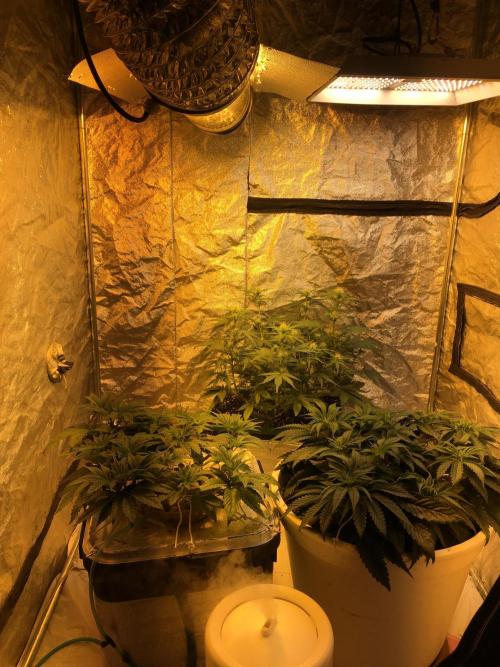 Wedding Cake Auto. Week 6