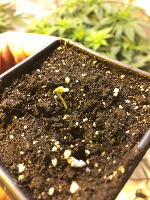 StrawberryBanana GorillaCookies AUTO. Week 1 - Gorilla Cookies