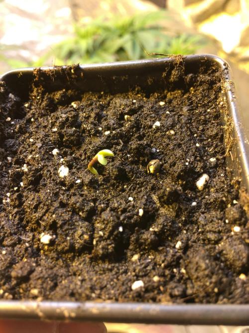 StrawberryBanana GorillaCookies AUTO. Week 1