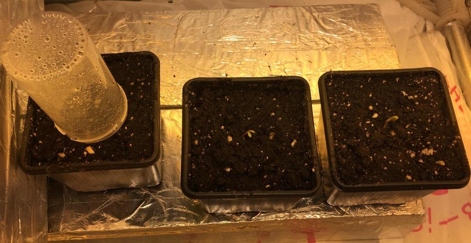 StrawberryBanana GorillaCookies AUTO. Week 1