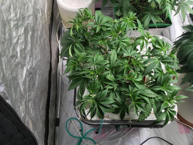 Strawberry Chemdawg OG. Week 6