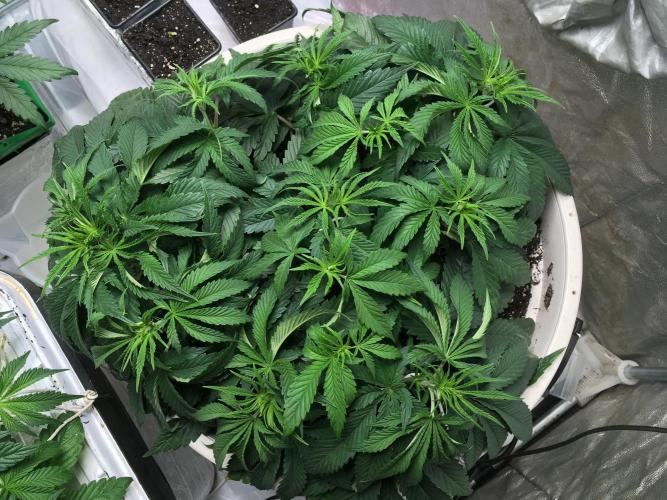 Strawberry Chemdawg OG. Week 6