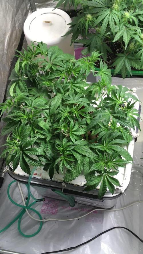 Strawberry Chemdawg OG