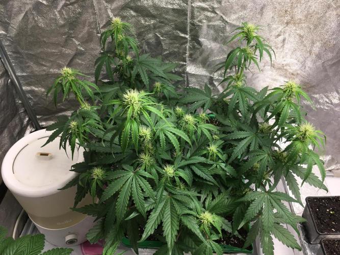 Wedding Cake Auto. Week 6