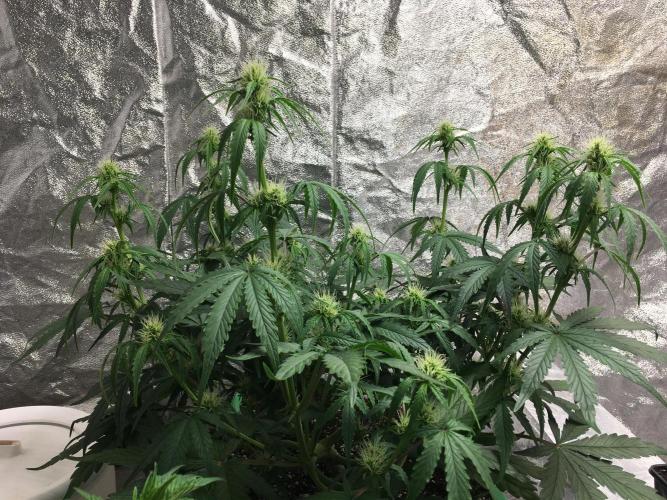 Wedding Cake Auto. Week 6