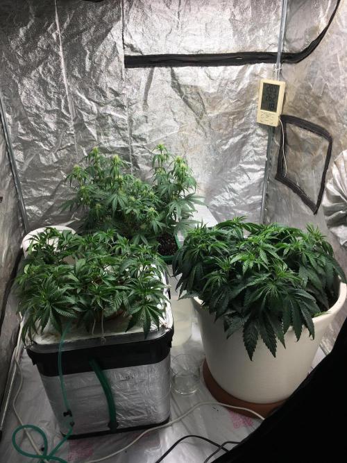 Wedding Cake Auto. Week 6
