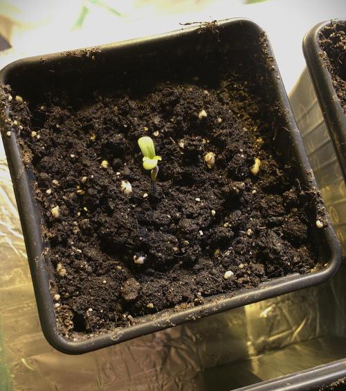 StrawberryBanana GorillaCookies AUTO. Week 1