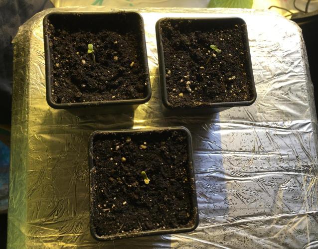 StrawberryBanana GorillaCookies AUTO. Week 1