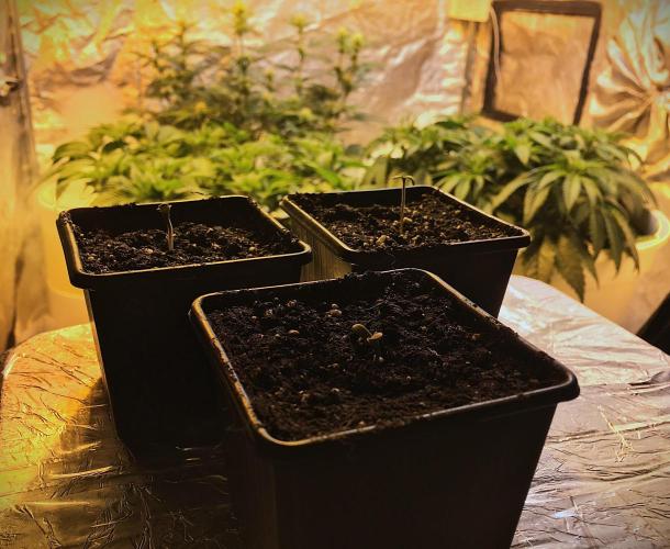 StrawberryBanana GorillaCookies AUTO. Week 1