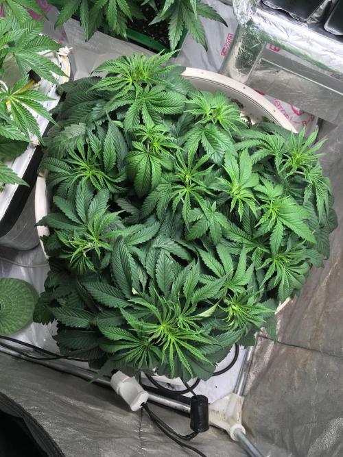 Strawberry Chemdawg OG. Week 6