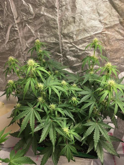 Wedding Cake Auto. Week 6