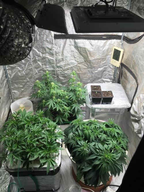 Wedding Cake Auto. Week 6