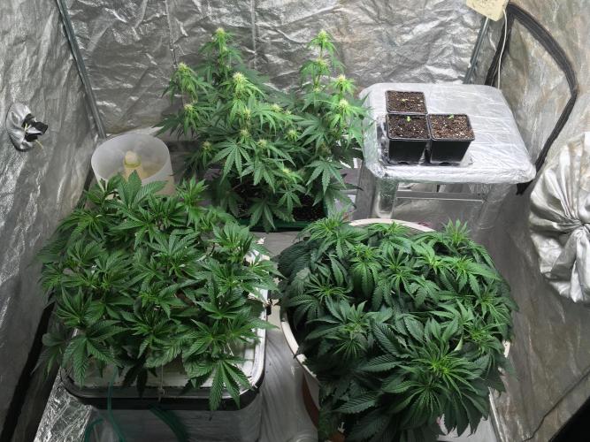 StrawberryBanana GorillaCookies AUTO. Week 1