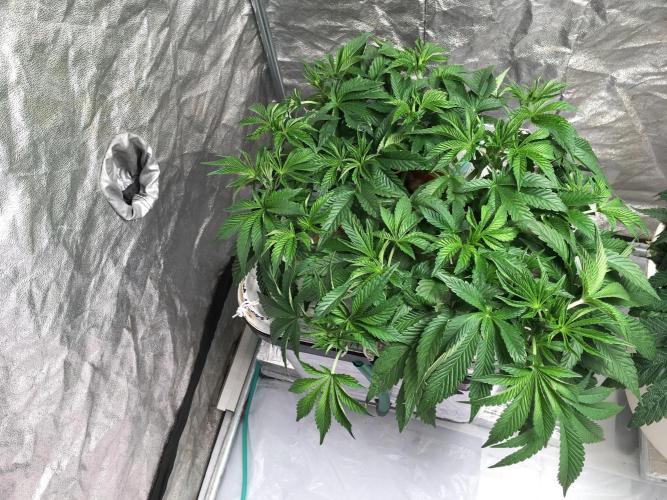 Strawberry Chemdawg OG. Week 6