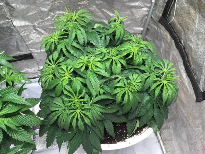 Strawberry Chemdawg OG. Week 6