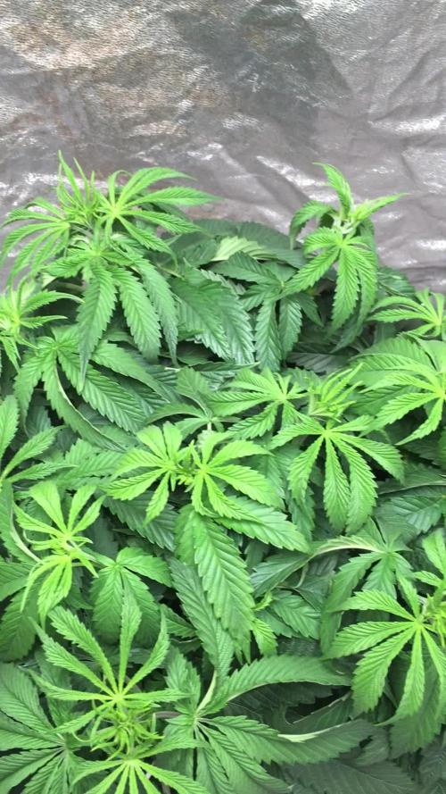 Strawberry Chemdawg OG