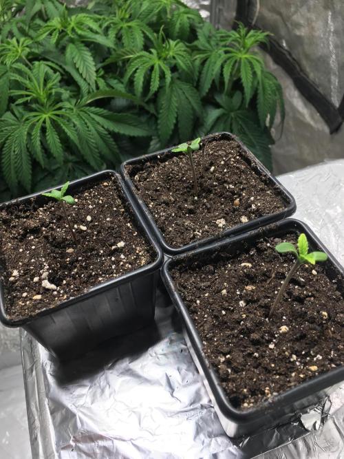 StrawberryBanana GorillaCookies AUTO. Week 1