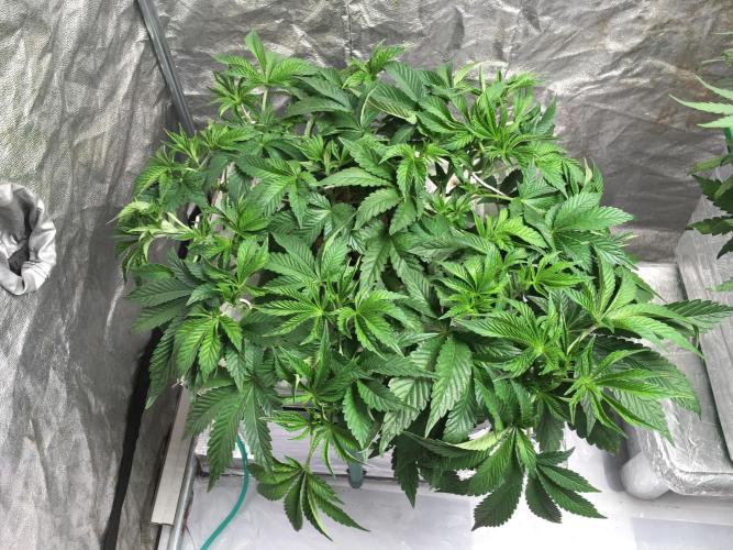 Strawberry Chemdawg OG. Week 6