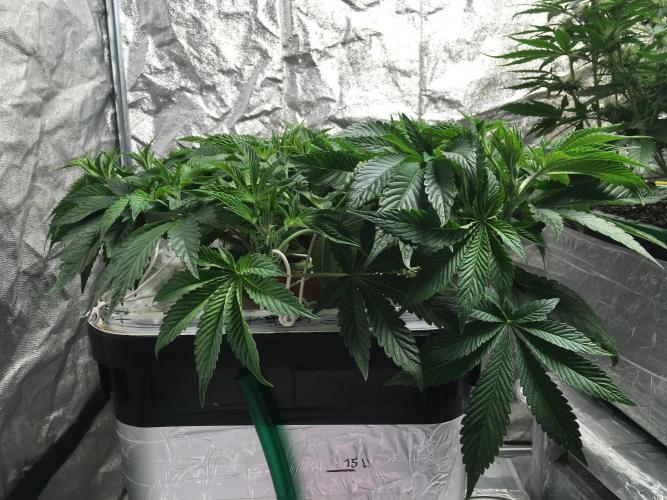 Strawberry Chemdawg OG. Week 6