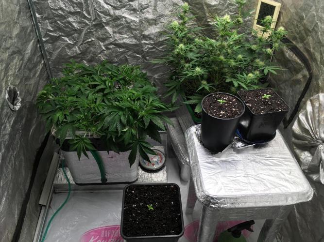 Strawberry Chemdawg OG. Week 6