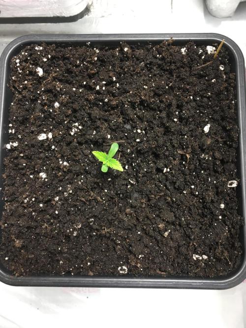 StrawberryBanana GorillaCookies AUTO. Week 1