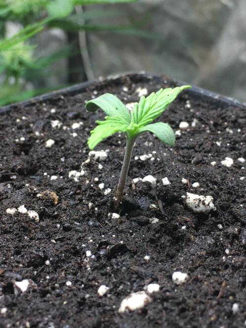 StrawberryBanana GorillaCookies AUTO. Week 1 - Strawberry Banana