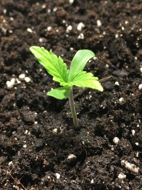 StrawberryBanana GorillaCookies AUTO. Week 1 - Strawberry Banana