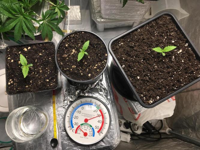 StrawberryBanana GorillaCookies AUTO. Week 1