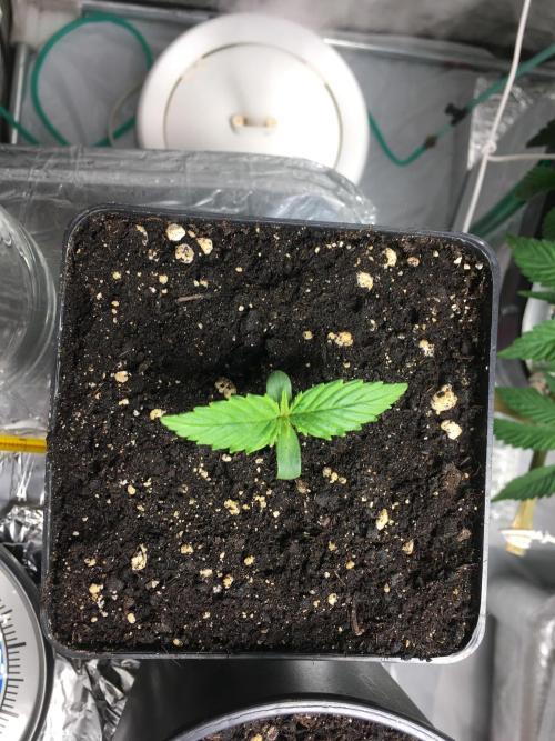 StrawberryBanana GorillaCookies AUTO. Week 1 - Banana